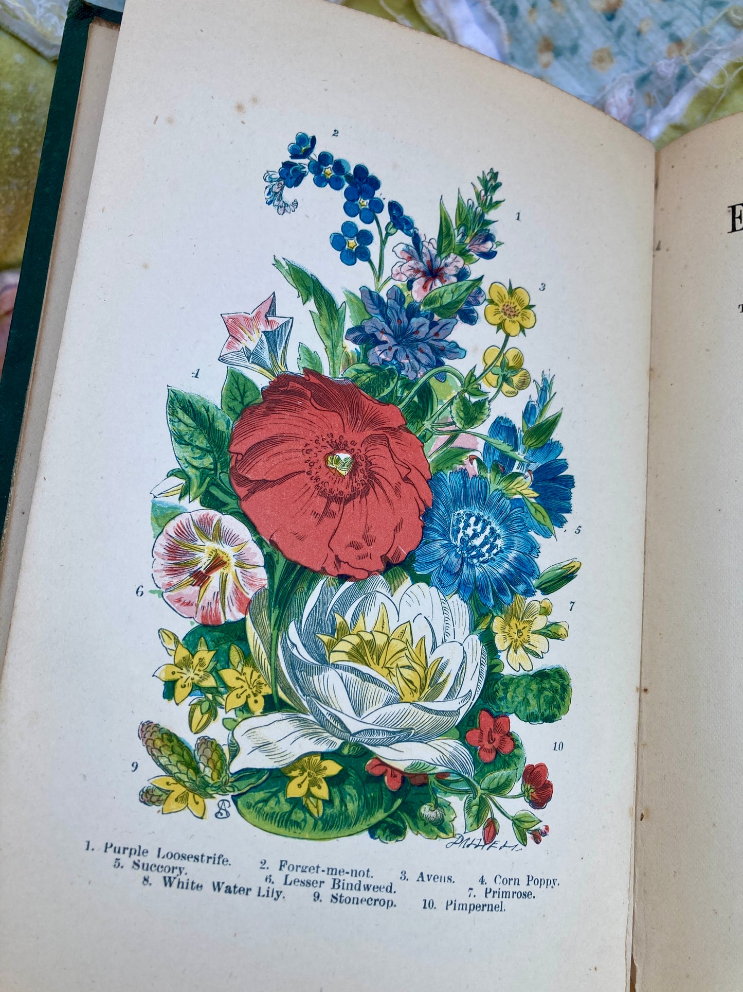 Burgess, J. Tom: English Wild Flowers to be found by The Wayside, Fields, Hedgerows, Rivers, Moorlands, Meadows, Mountains, and Sea-Shore (Frederick Warne & Co., London, circa 1900)