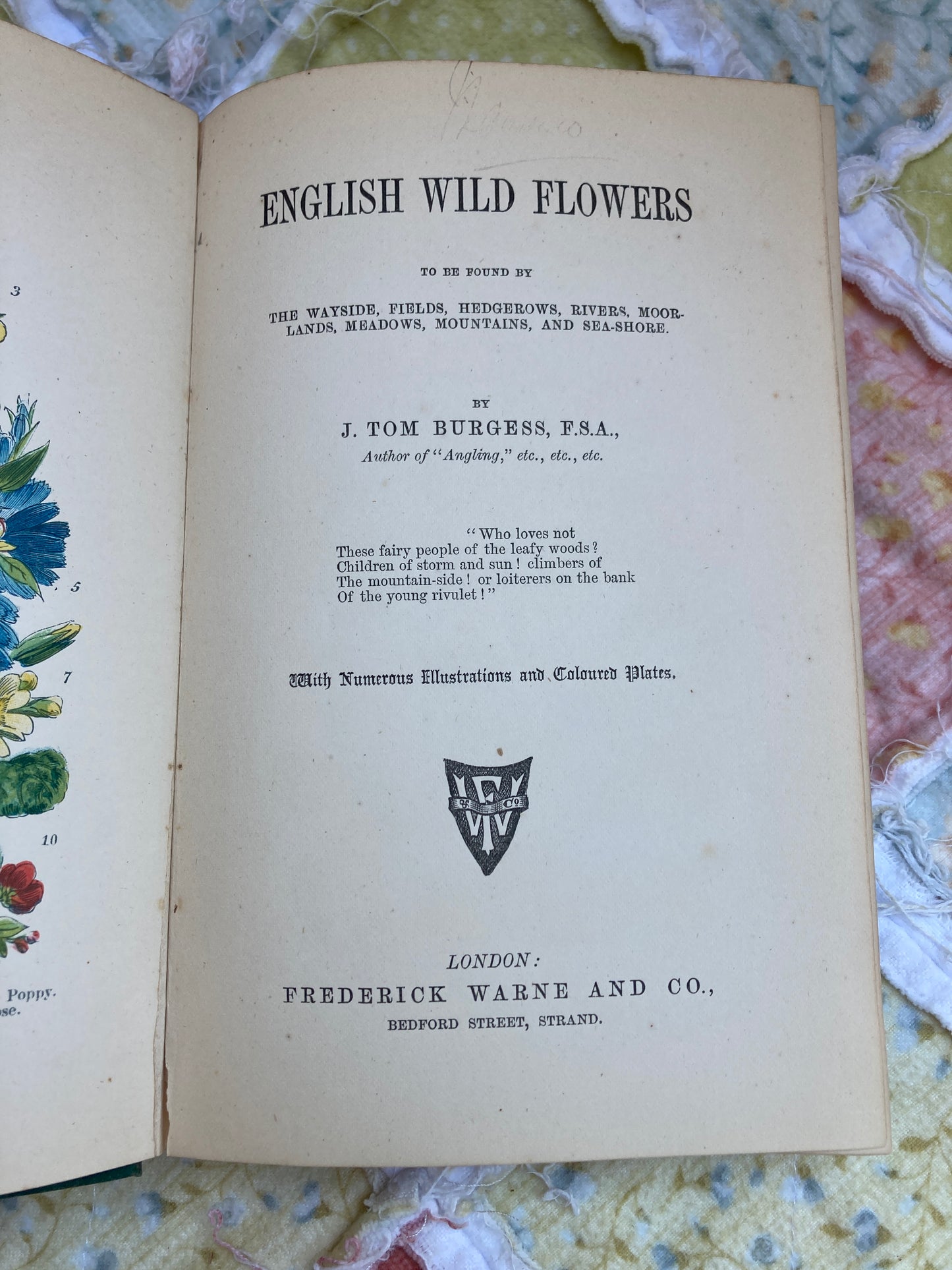 Burgess, J. Tom: English Wild Flowers to be found by The Wayside, Fields, Hedgerows, Rivers, Moorlands, Meadows, Mountains, and Sea-Shore (Frederick Warne & Co., London, circa 1900)