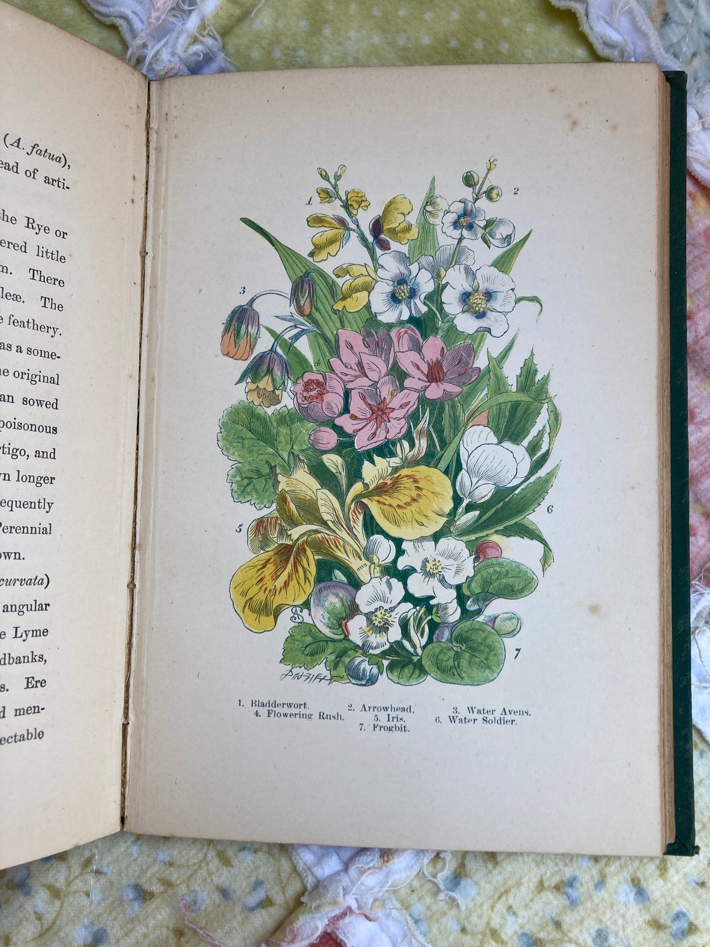 Burgess, J. Tom: English Wild Flowers to be found by The Wayside, Fields, Hedgerows, Rivers, Moorlands, Meadows, Mountains, and Sea-Shore (Frederick Warne & Co., London, circa 1900)